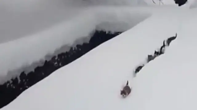 kedilerin karda yürümesi