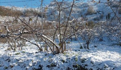 Giresun’da Mevsiminde Yağan Kar Fındık Üreticisine Umut Oldu