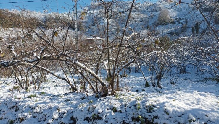 Giresun’da Mevsiminde Yağan Kar Fındık Üreticisine Umut Oldu