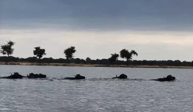 Zambezi Nehri’nde Nefes Kesen Hayatta Kalma Mücadelesi