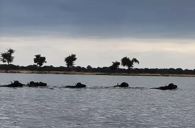 Zambezi Nehri’nde Nefes Kesen Hayatta Kalma Mücadelesi