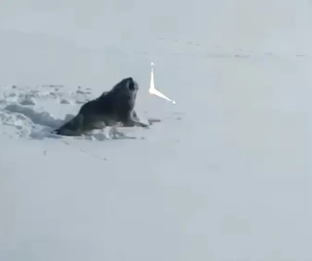 Ağrı kurt köpek melezi saldırısı