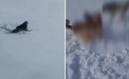 Ağrı’da Aç Kalan Kurt-Köpek Melezi Köye İndi