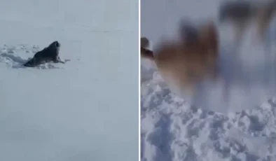 Ağrı’da Aç Kalan Kurt-Köpek Melezi Köye İndi