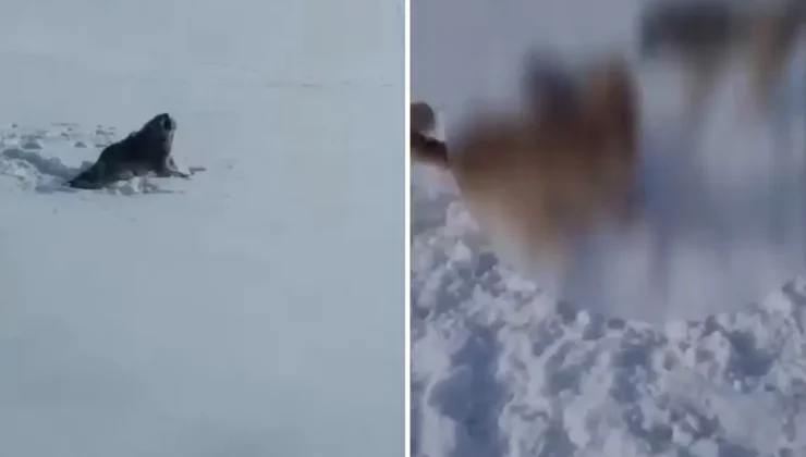 Ağrı’da Aç Kalan Kurt-Köpek Melezi Köye İndi