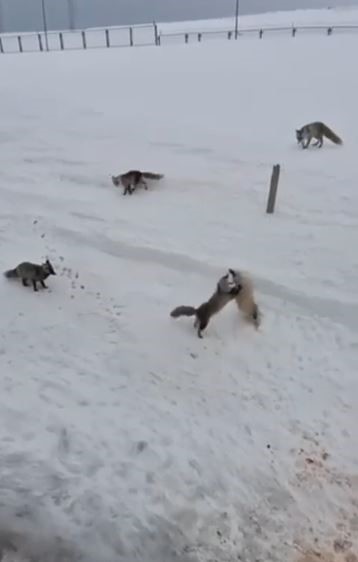 Ardahan tilkilerin ekmek kavgası