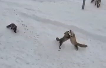 Ardahan’da Doğanın Sert Yüzü: Aç Kalan Tilkilerin Ekmek Kavgası Kamerada!