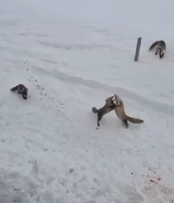 Ardahan’da Doğanın Sert Yüzü: Aç Kalan Tilkilerin Ekmek Kavgası Kamerada!