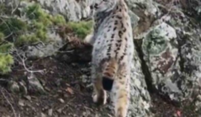 Artvin Zirvelerinde Nadir Rastlantı: Gebe Vaşak Dron Kamerasına Yakalandı