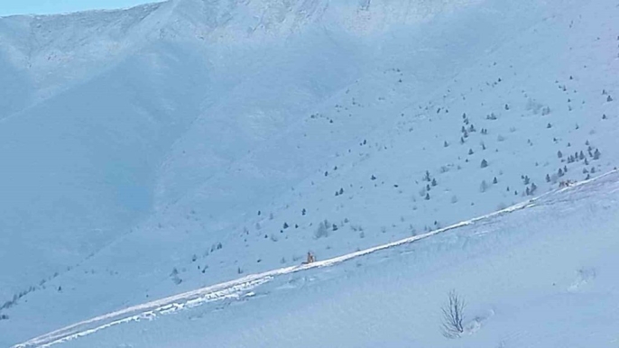 Artvin’de Çığ Felaketinde Kaybolan Çoban İçin Aileden Yeniden Arama Çağrısı