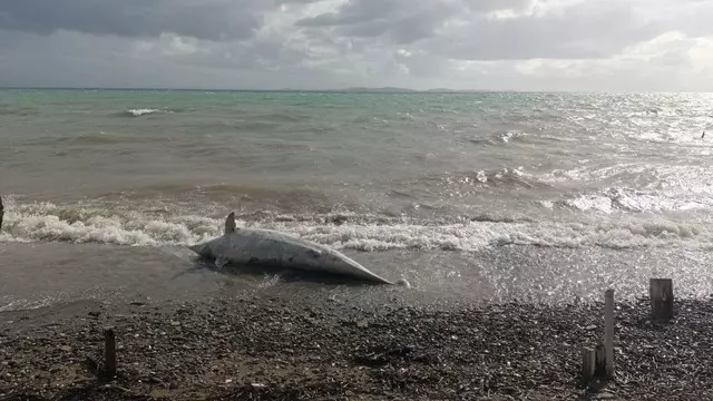 Ayvacık Sahilinde Hüzünlü Manzara: Kıyıya Vuran Ölü Yunus Vatandaşları Tedirgin Etti