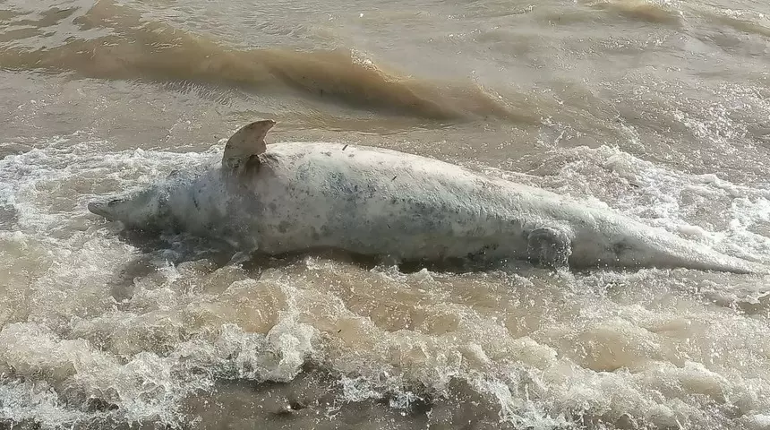 Ayvacık ölü yunus