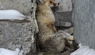 Başkan Faruk Demir yaralı tilkiye sahip çıktı