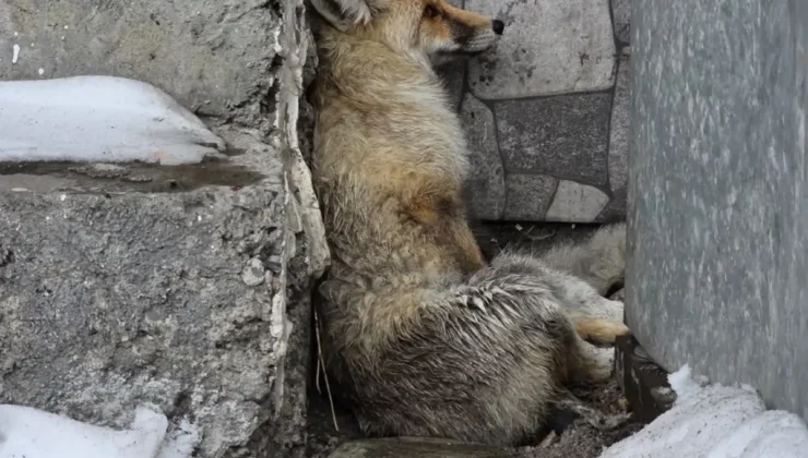 Başkan Faruk Demir yaralı tilkiye sahip çıktı