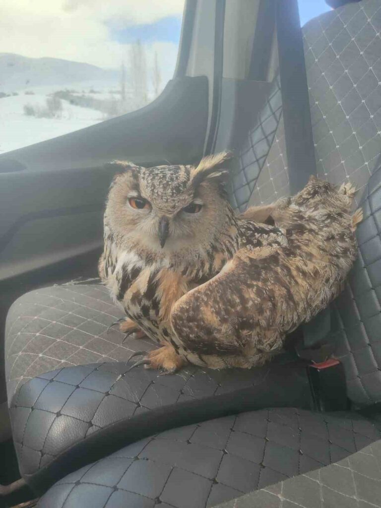 Bayburt kuduz puhu kuşu