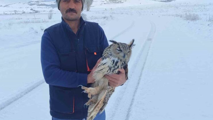 Bayburt’ta İnanılmaz Olay: Yaralı Diye Kurtarılan Puhu Kuşu Kuduz Çıktı!