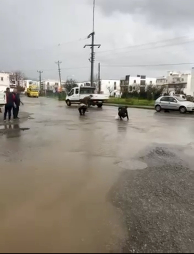 Bodrum asfaltta balık toplama