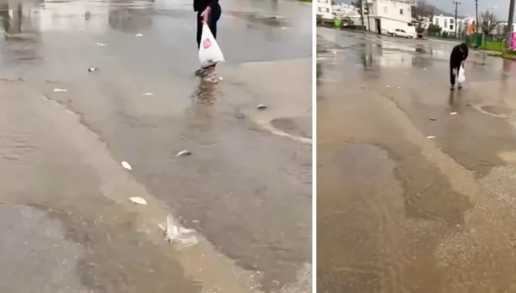 Bodrum’da Şaşırtan Manzara: Sağanak Sonrası Yollardan Balık Topladılar