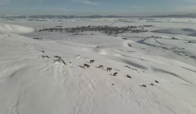 Açlık Sınırı Şehre Dayandı: Alfa Kurdu Öncülüğünde Dev Sürü