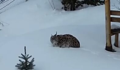 Gümüşhane’de Nadir Görüntü: Dağların Hayaleti Bahçeye İndi