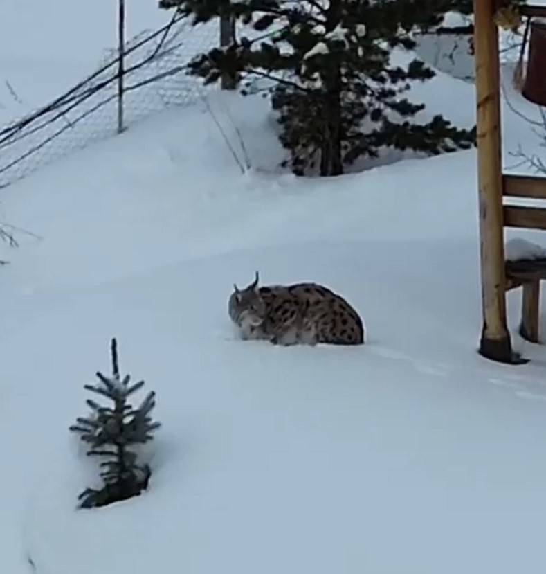 Gümüşhane vaşak görüntüsü