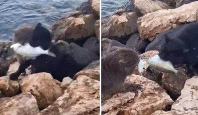 İzmir Sahilinde Eşi Benzeri Görülmemiş Pazarlık: Paylaşamadıkları Avı İkiye Böldüler