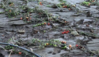 Sel Felaketi Seraları Yerle Bir Etti