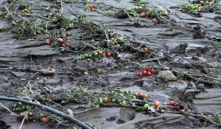 Sel Felaketi Seraları Yerle Bir Etti