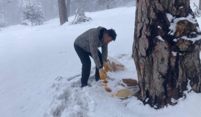 Koyulhisar Belediyesi’nden Yaban Hayvanlarına Kış Desteği