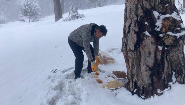 Koyulhisar Belediyesi’nden Yaban Hayvanlarına Kış Desteği