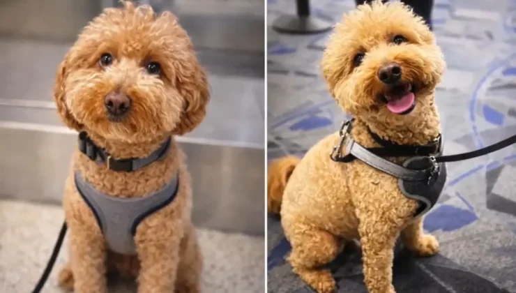 Uçağa Alınmayınca Köpeğini Havalimanında Bıraktı: Las Vegas’ta Tepki Çeken Olayda Kadın Gözaltına Alındı