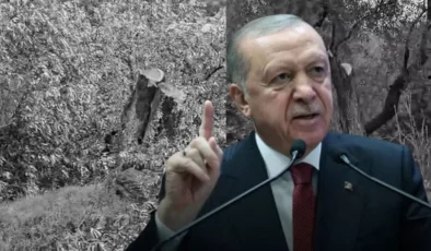 Erdoğan’dan Milas’taki Zeytin Ağaçlarının Kesilmesine Tepki