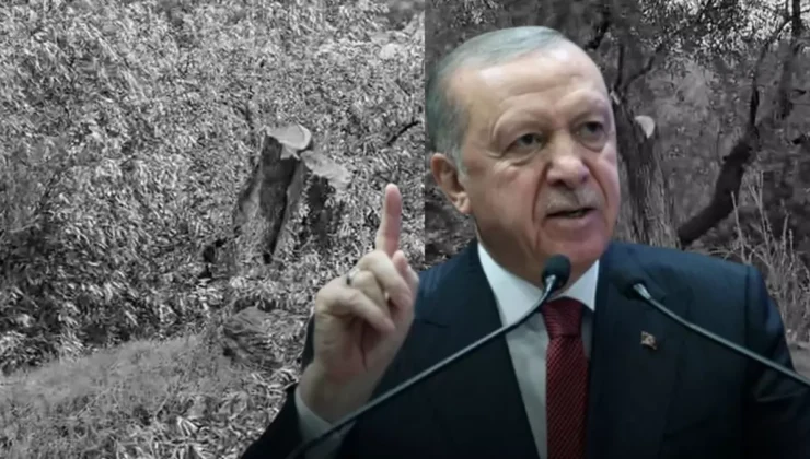 Erdoğan’dan Milas’taki Zeytin Ağaçlarının Kesilmesine Tepki