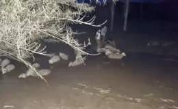 Milas’ta Çamura Saplanan Koyunlar İçin Zamanla Yarış