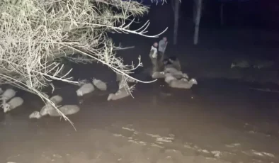 Milas’ta Çamura Saplanan Koyunlar İçin Zamanla Yarış