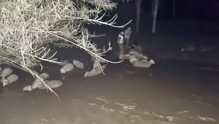 Milas’ta Çamura Saplanan Koyunlar İçin Zamanla Yarış