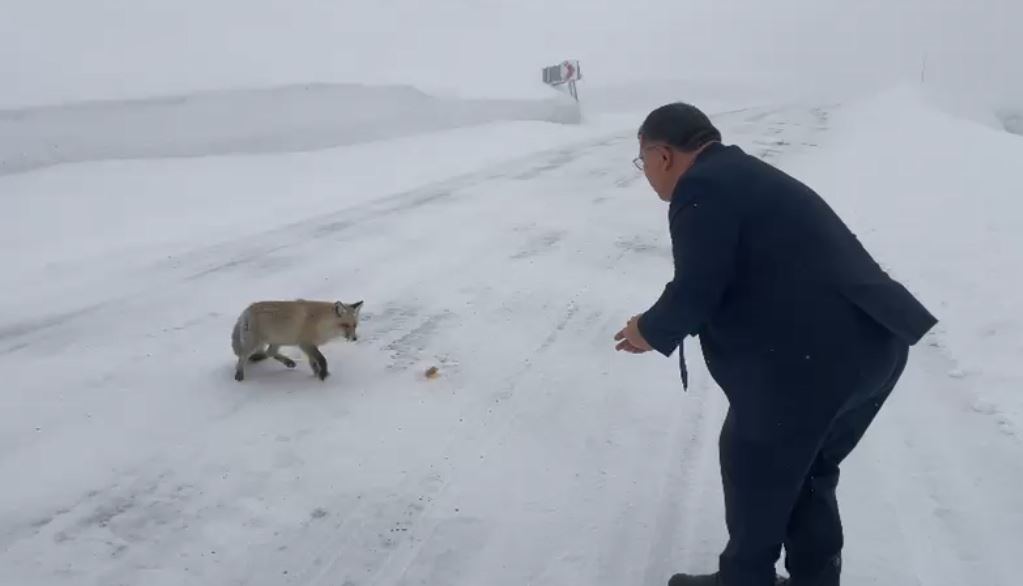 Şavşat Belediye Başkanı tilki besledi