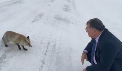 Sahara Geçidi’nde Gülümseten Karşılaşma: Başkan Aydın Tilkiyi Elleriyle Besledi