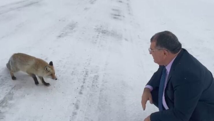 Sahara Geçidi’nde Gülümseten Karşılaşma: Başkan Aydın Tilkiyi Elleriyle Besledi