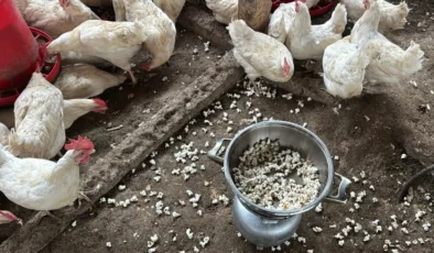 Ordulu Üreticiden Dahiyane Çözüm: Kümeste Mısır Patlatınca Yumurta Verimi Rekor Kırdı!