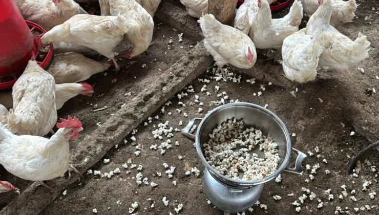 Ordulu Üreticiden Dahiyane Çözüm: Kümeste Mısır Patlatınca Yumurta Verimi Rekor Kırdı!