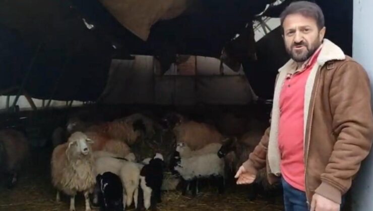 Trabzon’da Gizemli Hareketler: Sürünün Minibüs Etrafındaki Sırrı Şaşırttı