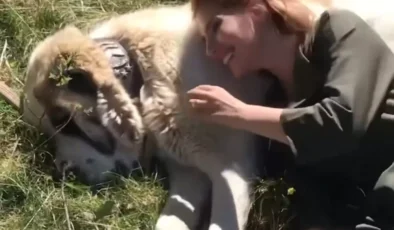 Köpeğini Sevmek İsterken Dehşeti Yaşadı: O Anlar Saniye Saniye Kaydedildi