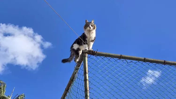 Alanya Kedi Kurtarma Operasyonu