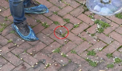 Antalya’da Butik İşletmecisine Sokak Ortasında İnfaz Girişimi: O Anlar Kamerada