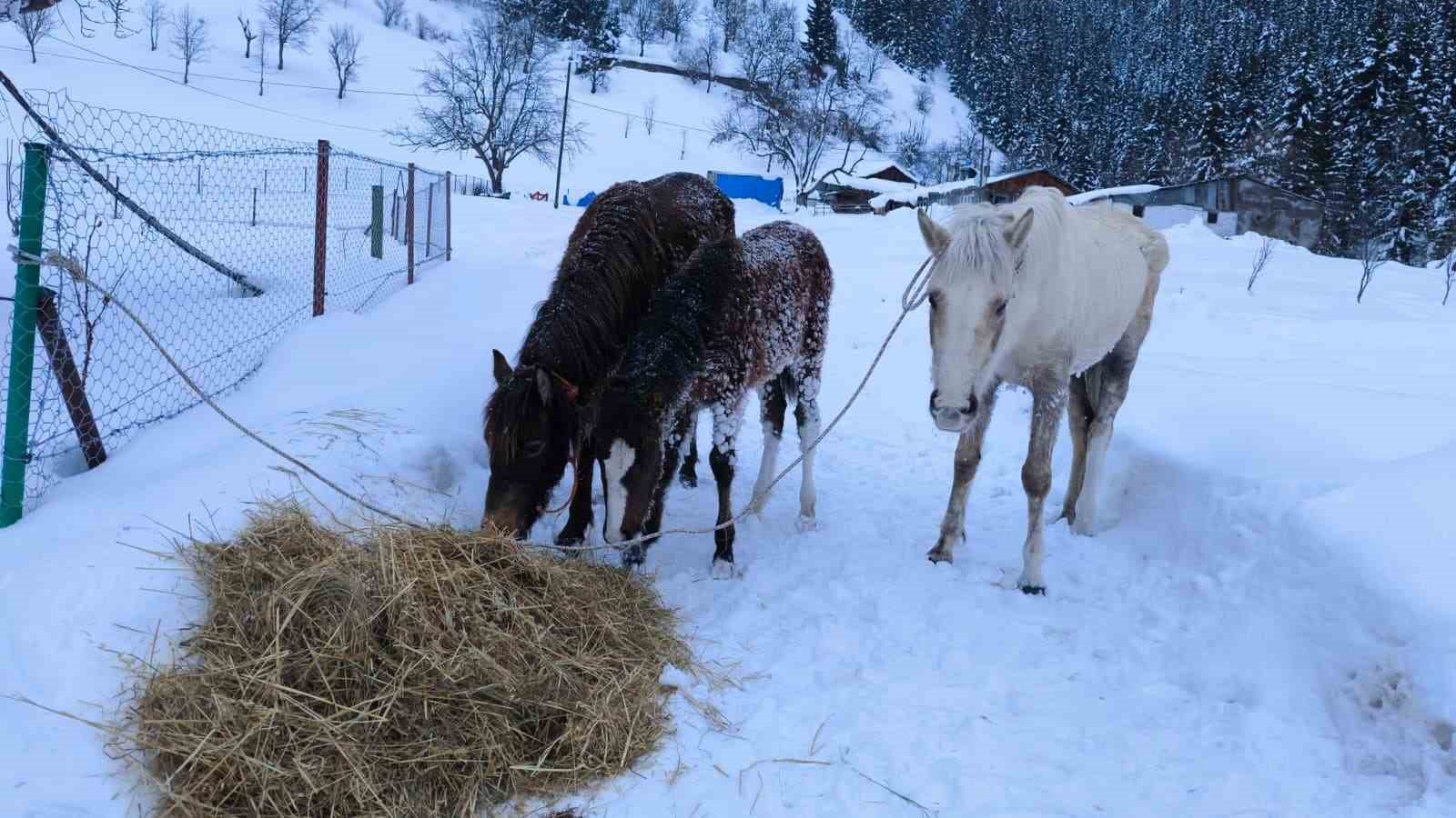 Artvin Yavuzköy at kurtarma