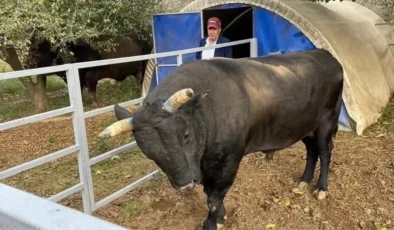 Aydın’da Besiciye Boğa Saldırısı: Mevlüt Bacaksız Yoğun Bakımda Yaşam Mücadelesi Veriyor