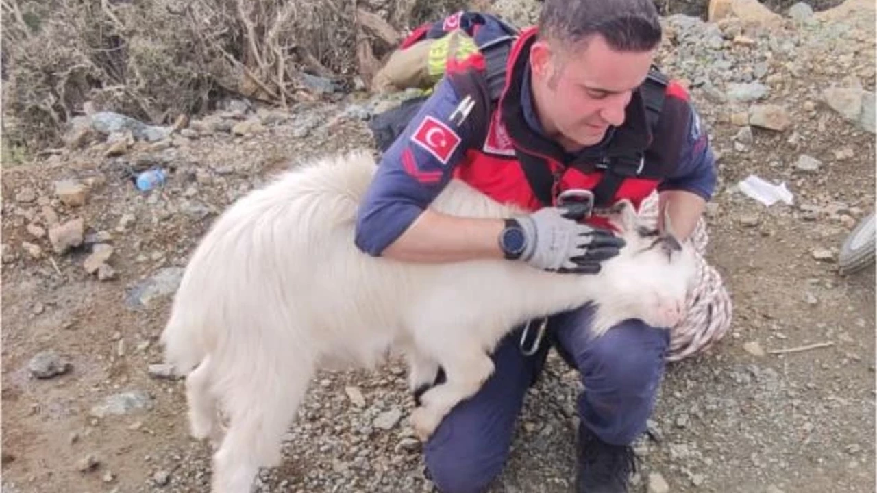 Ayvalık keçi kurtarma operasyonu