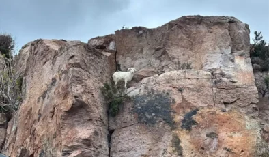 Ayvalık’ta 4 Günlük Esaret Son Buldu: Kayalıklarda Mahsur Kalan Keçi Kurtarıldı!