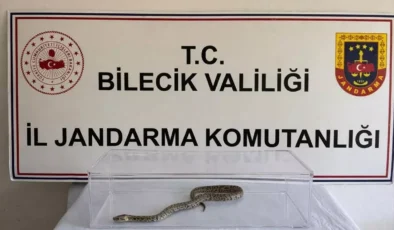 Bilecik’te Şok Baskın: Evden Nesli Tükenmekte Olan Piton Çıktı!